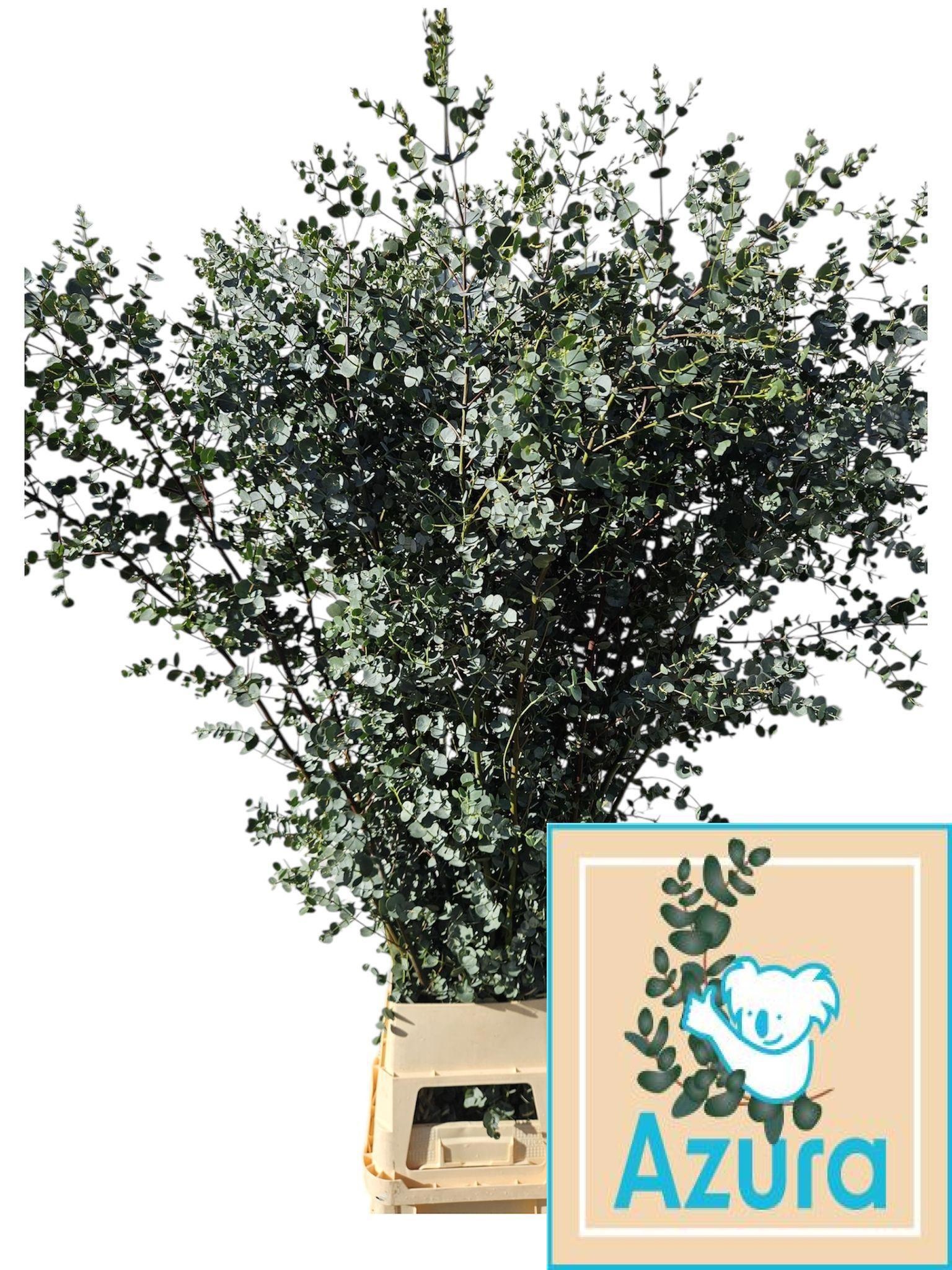 Euca Gu Azura 200L.cm