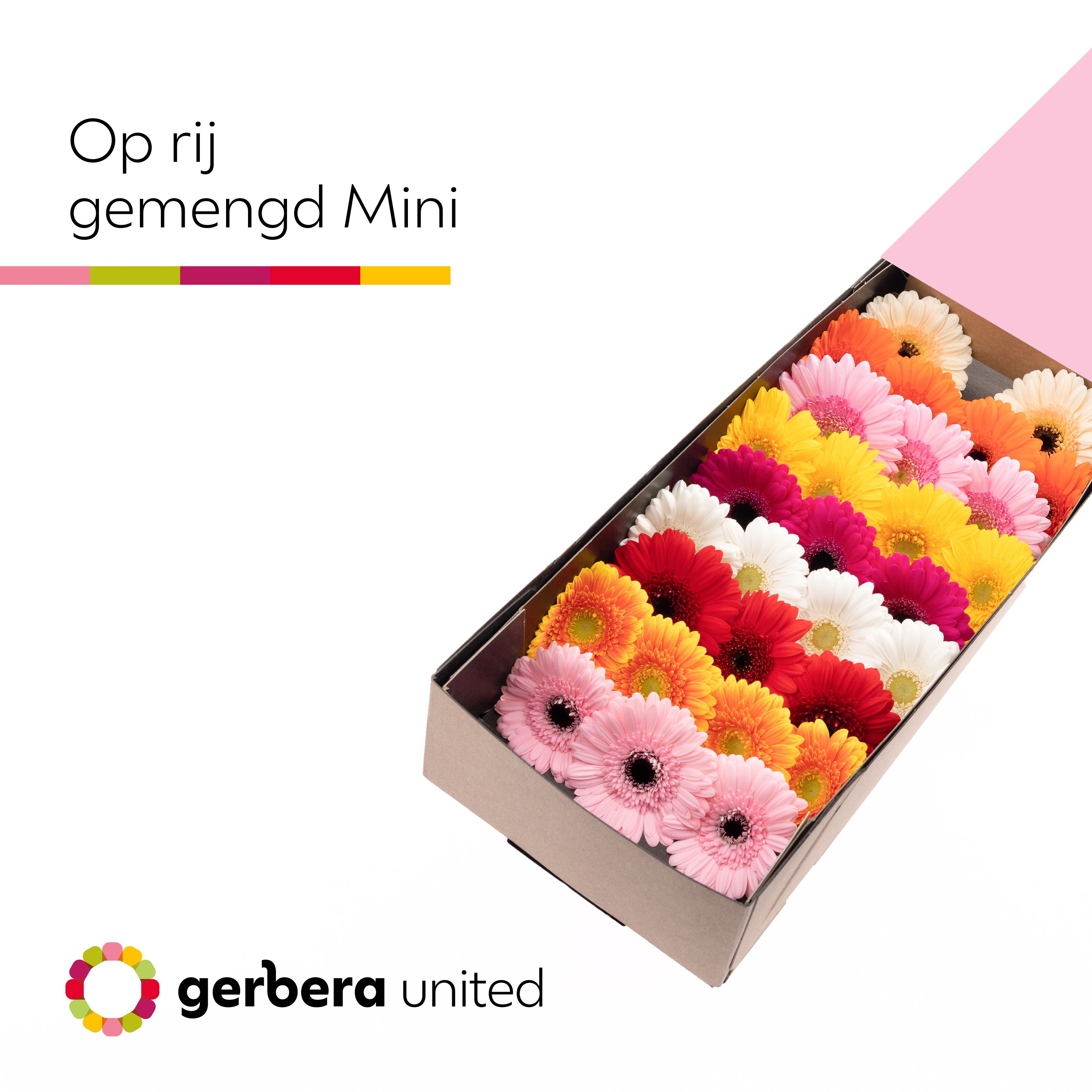 Ge Mi Op Rij Gem