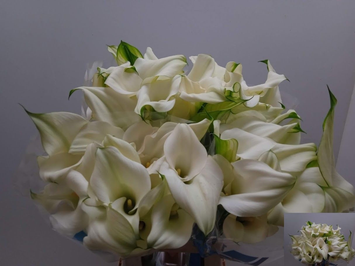 Calla Capt Ventura 70cm