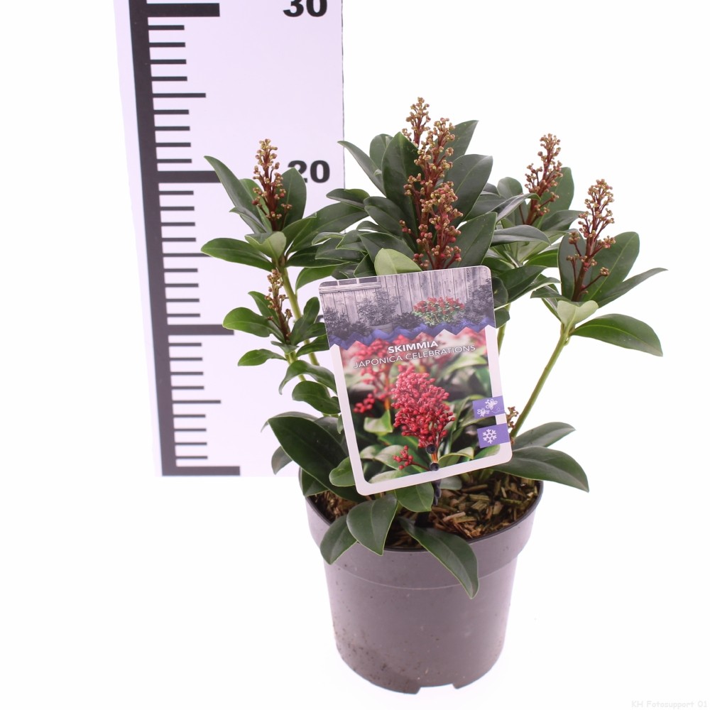 Picture of Skimmia japonica Celebrations P13