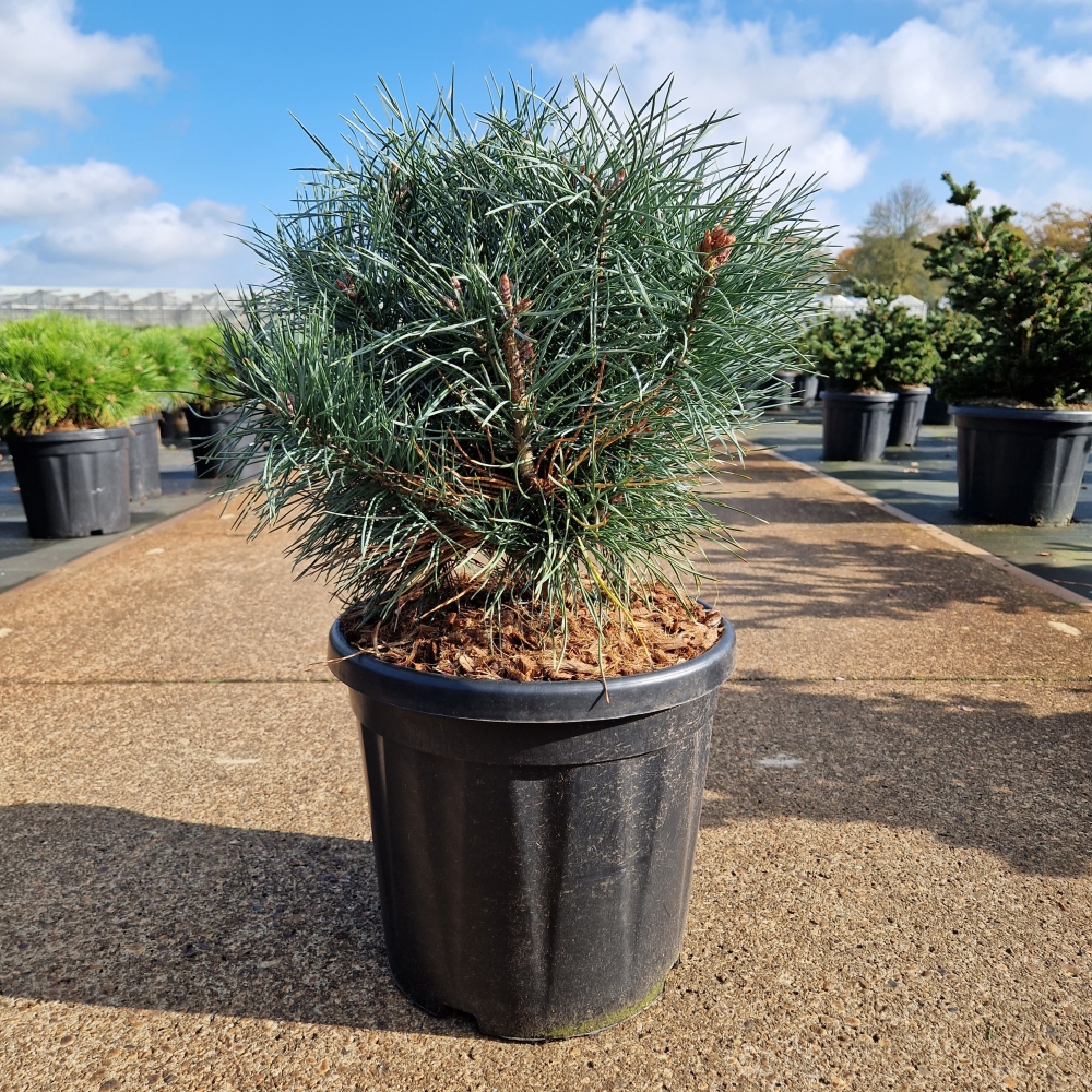 Picture of Pinus sylvestris Chantry Blue C18 35/40 (LOOSE)