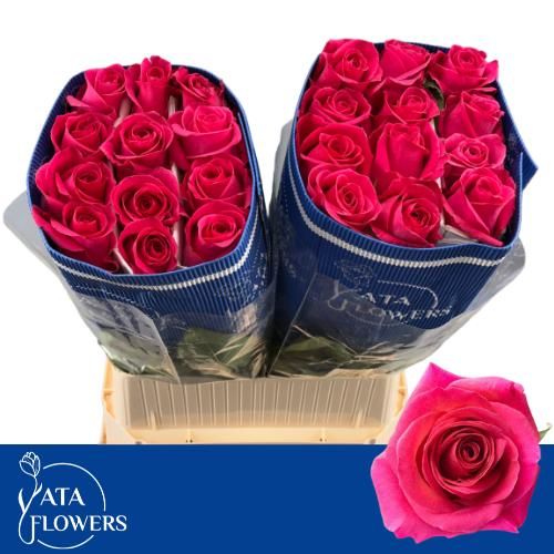 Rosa Pink Floyd 70cm