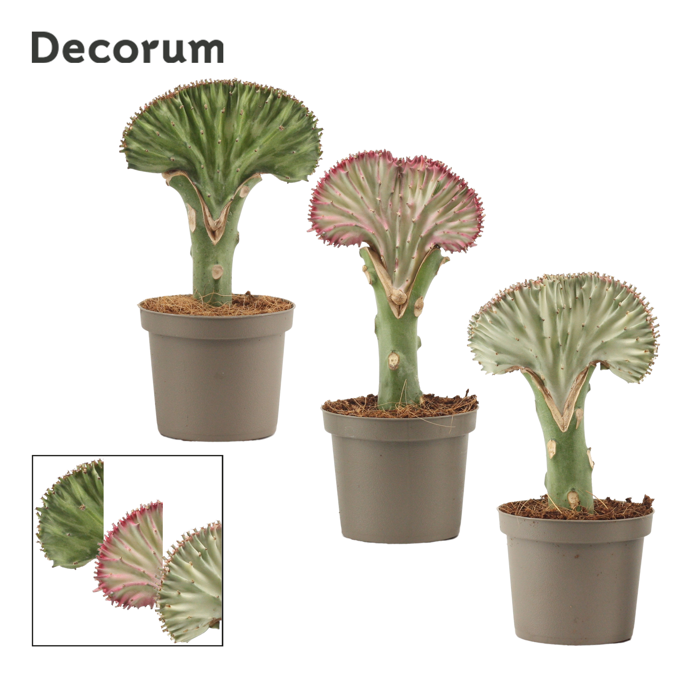 Picture of Euphorbia lactea Decorum P9 22CM