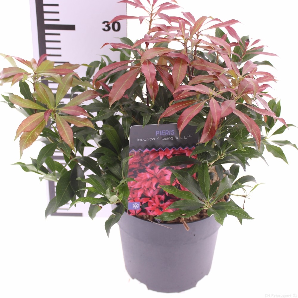 Picture of Pieris jap. 'Glowing Hearts'