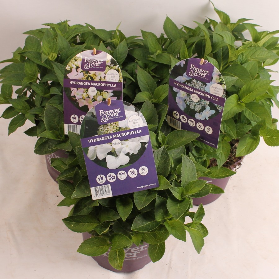 Hydrangea Forever&Ever® Teller Mix