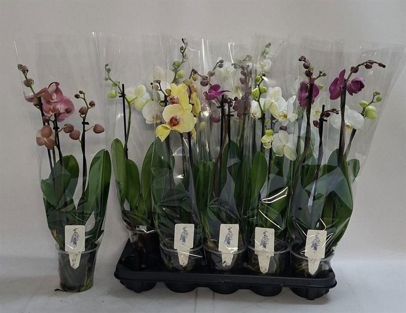 Phalaenopsis Asst 12Ø 60cm