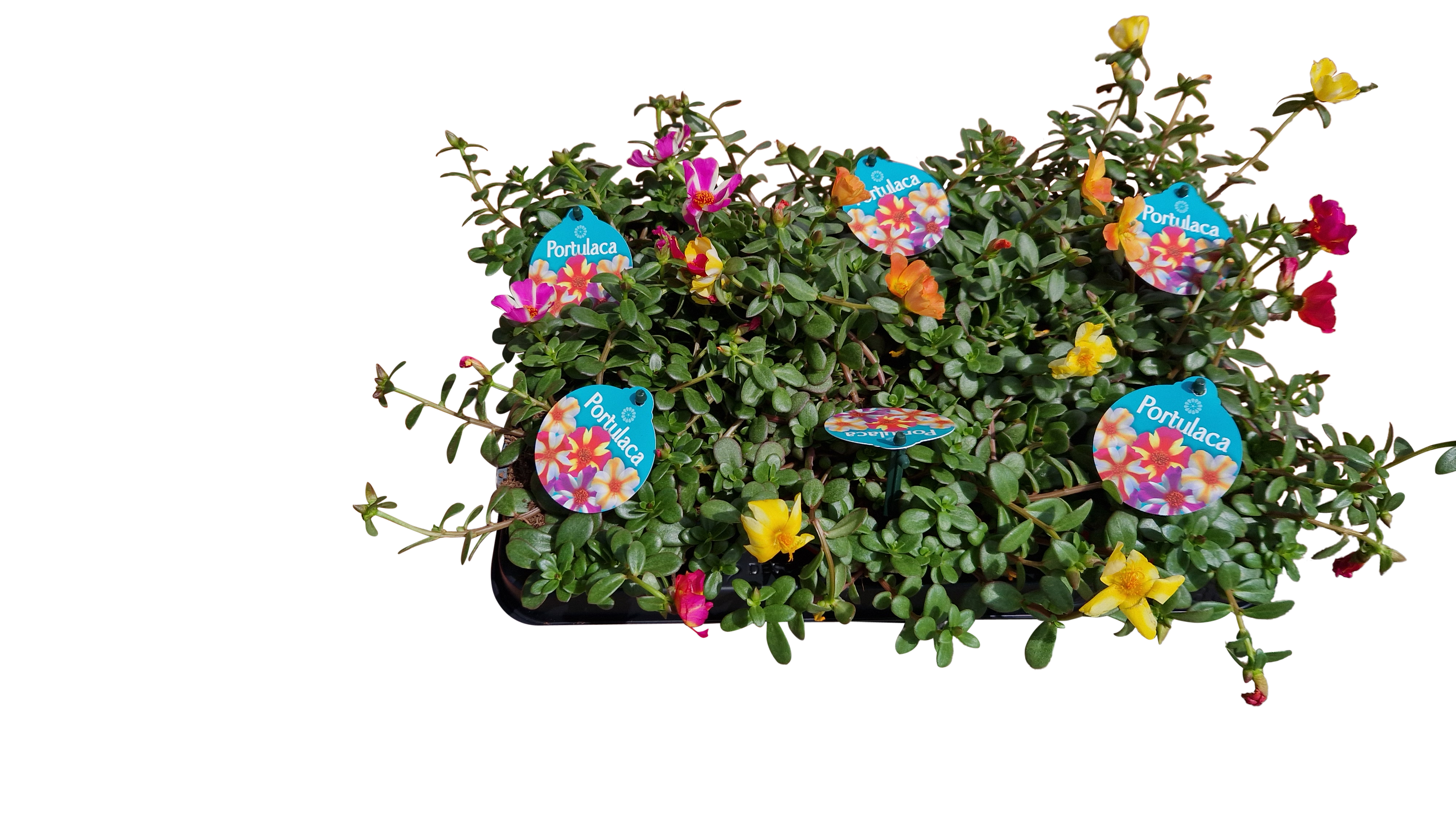 Picture of Portulaca bicolor in varieties P12 15CM