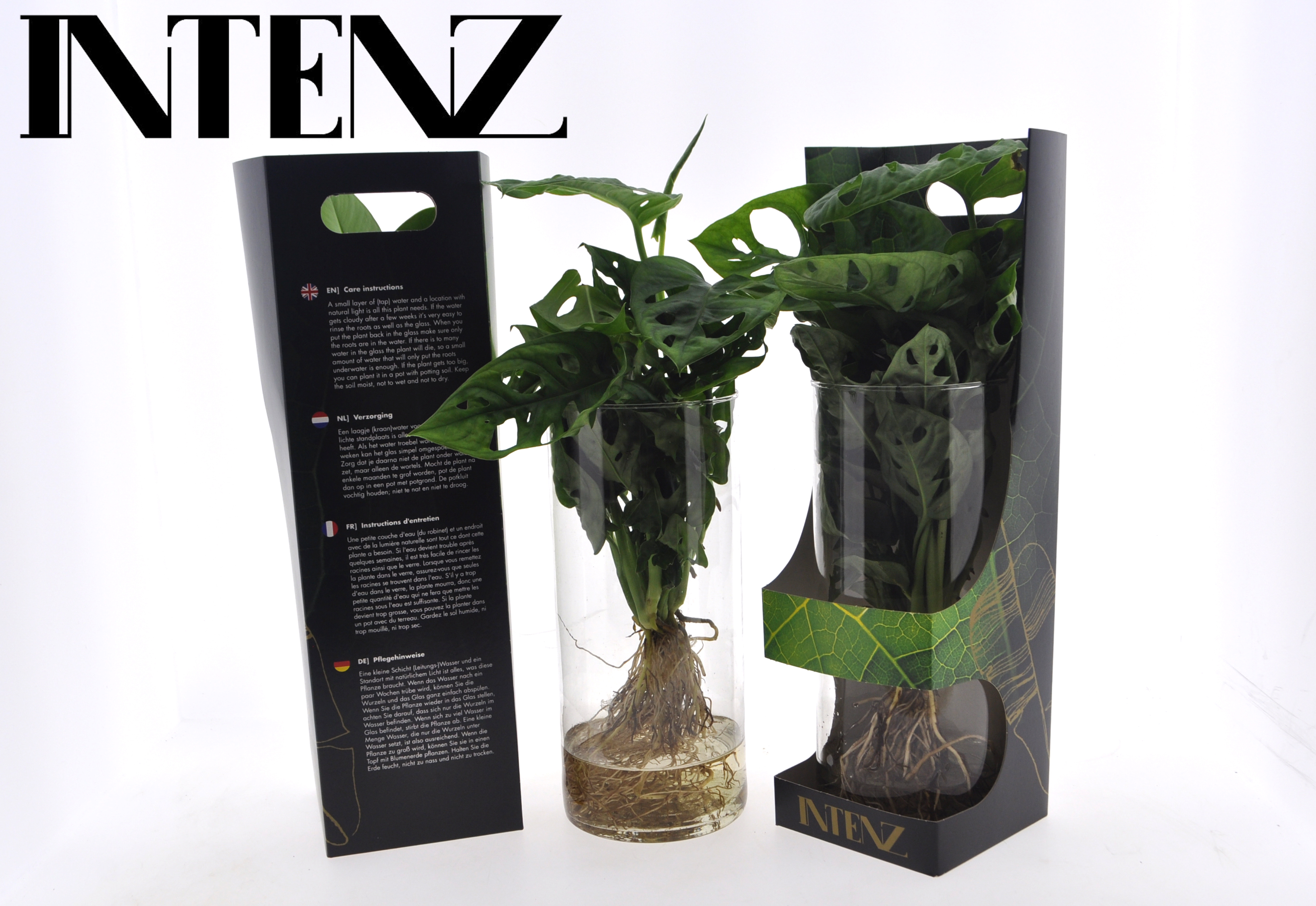 Picture of Hydroponic Monstera Intenz in cylinder glss en Giftbox P12 25CM