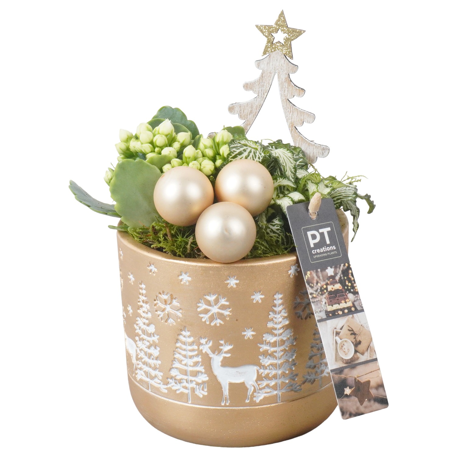 Picture of PTKB9390 Arrangement X-Mas in concrete pot P12 20CM