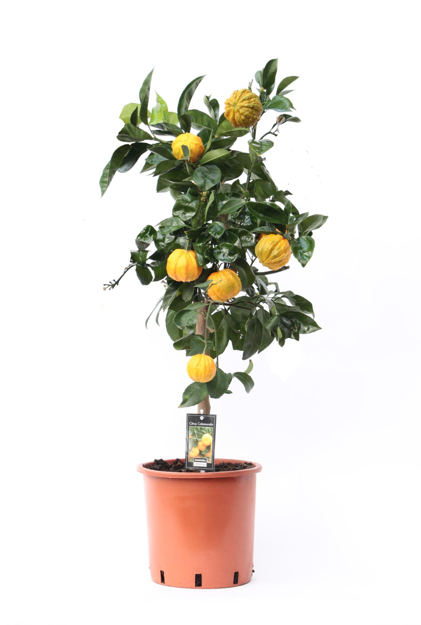 Picture of Citrus Canaliculata P22(5-Liter) 85/CM (LOOSE)