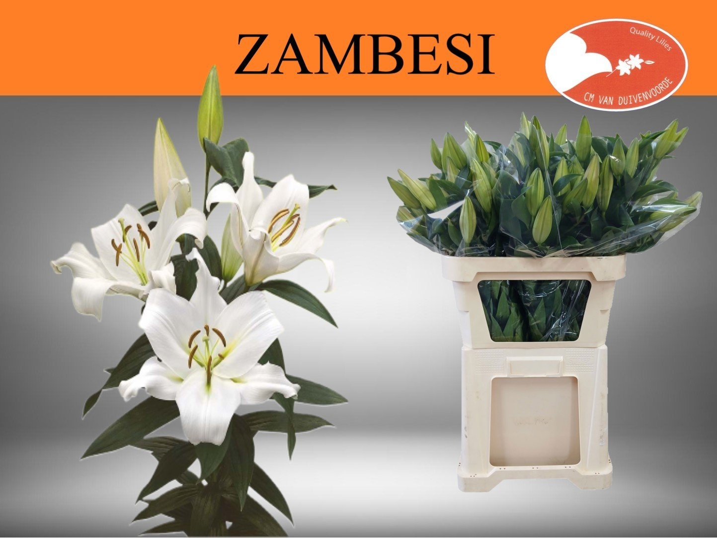 Li Ot Zambesi