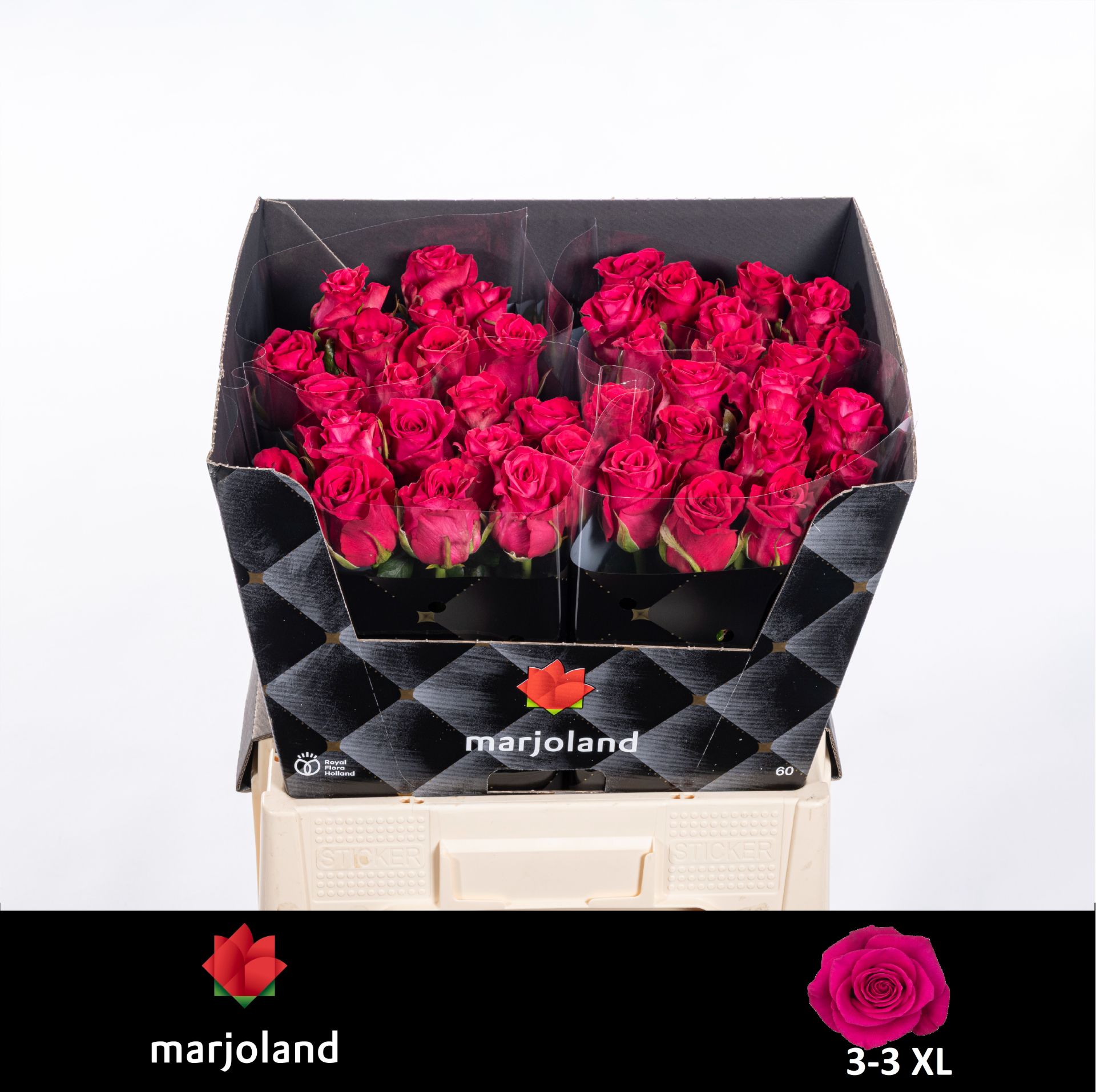 Rosa Xoch! 60cm