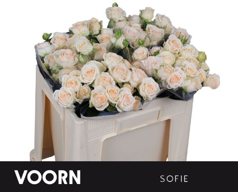 R Tr Sofie