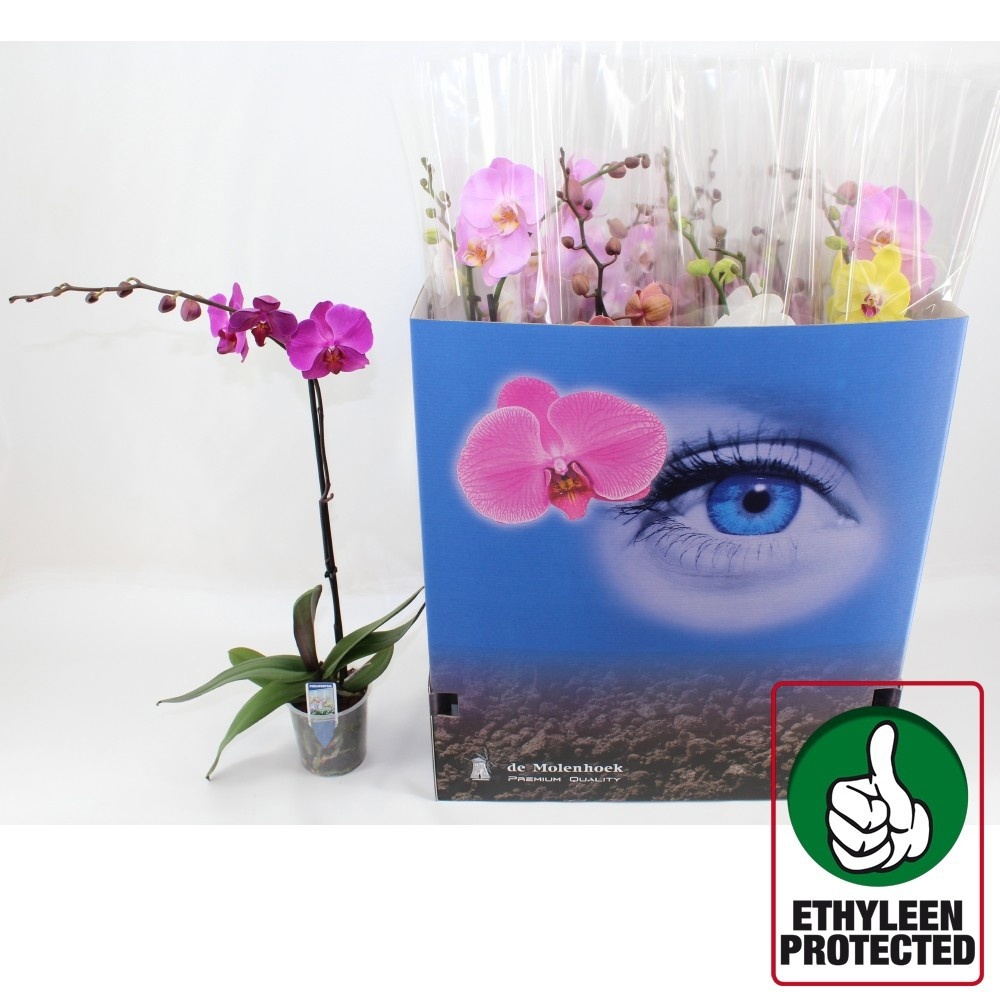 Phal Gem 6 Kl 12P 70H 1TAK 9bloem 12bloei