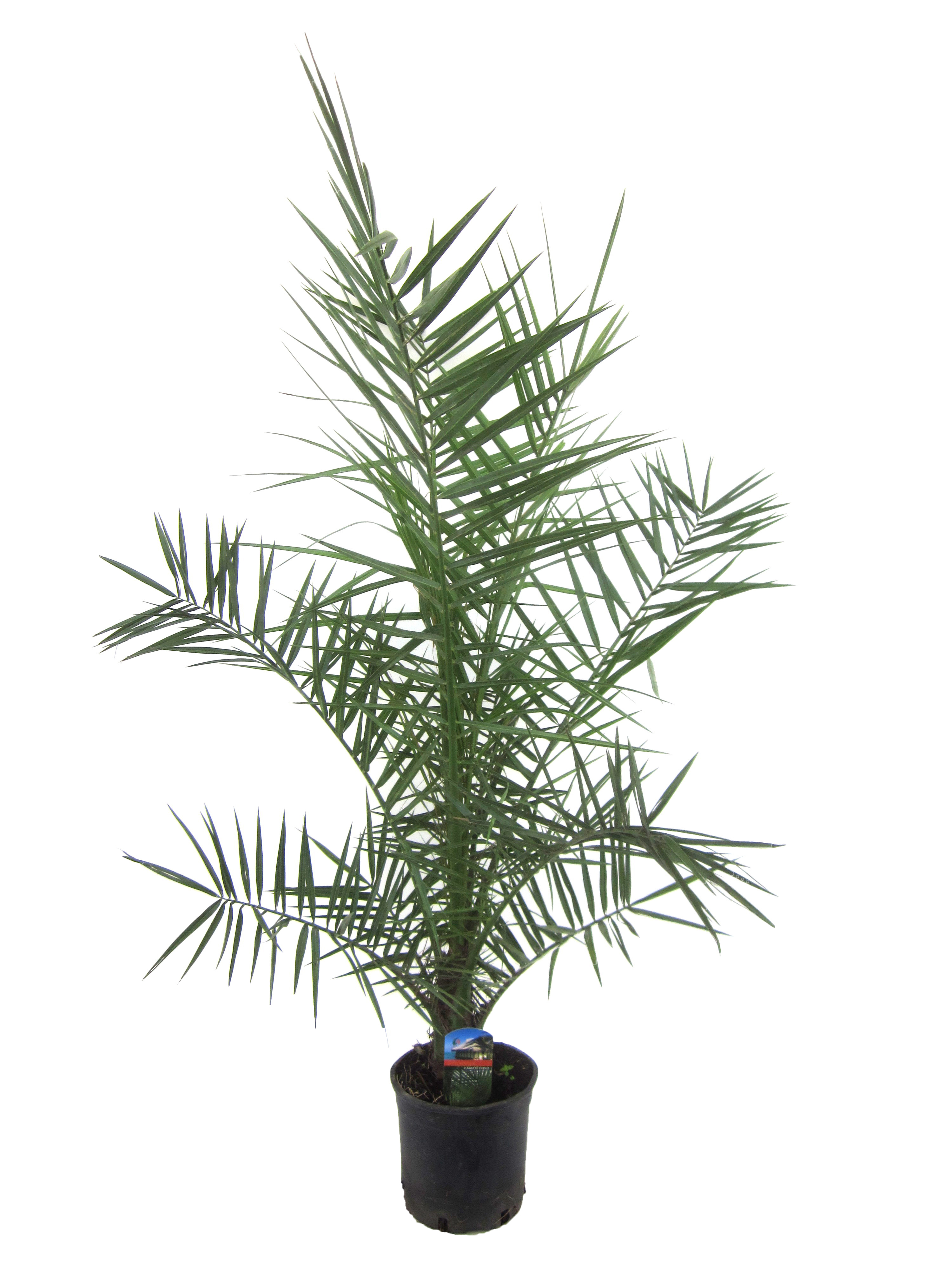 Picture of Phoenix canariensis P19 (3 Ltr)