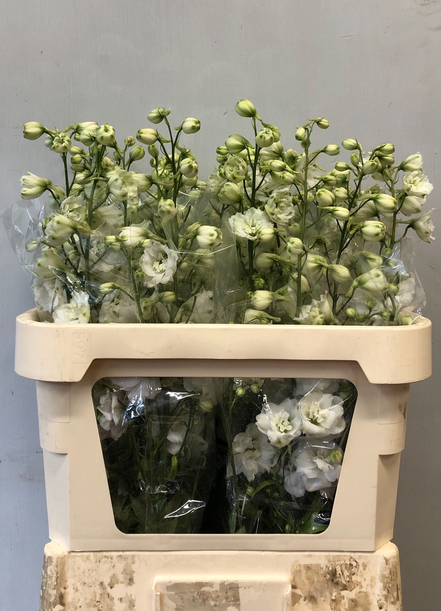 Delphinium Elatum Centurion White 80cm