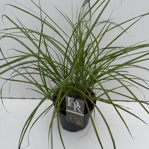 Miscanthus 'Flamingo' p19 Cammeraat