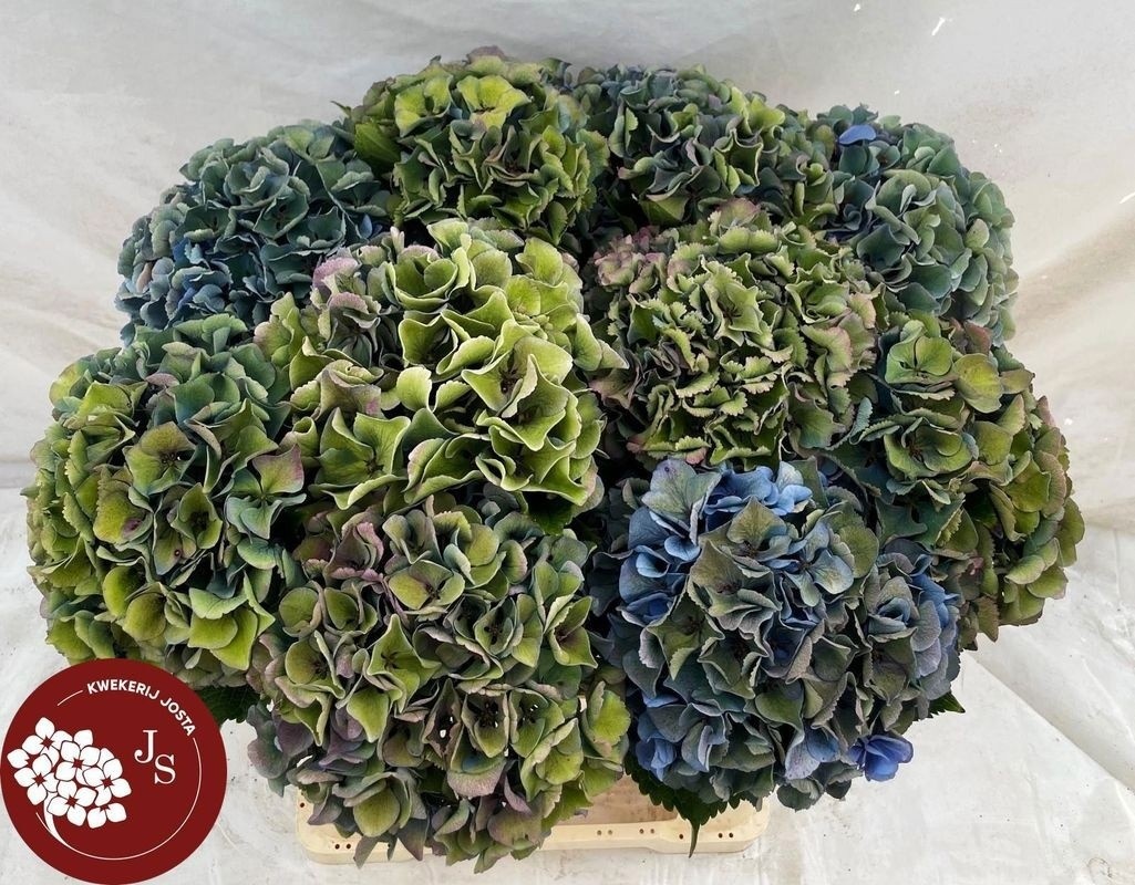 Hydrangea Royal Parade Classic 60cm 18Ø