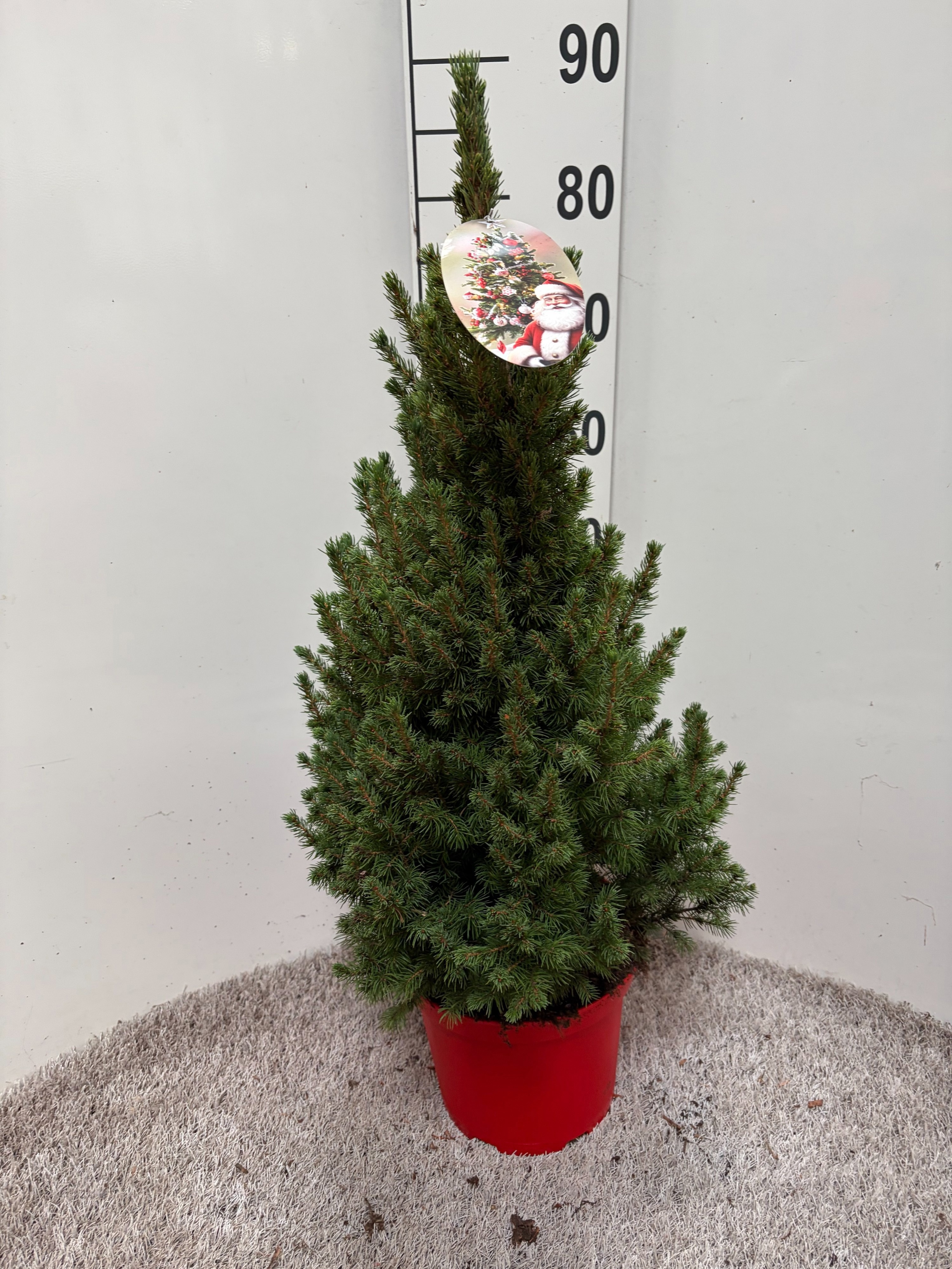Picea Gl December 23P 85H