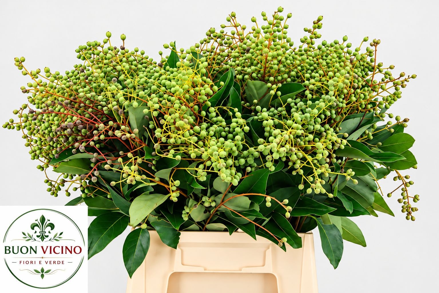 Ligustrum Vulgare 60cm
