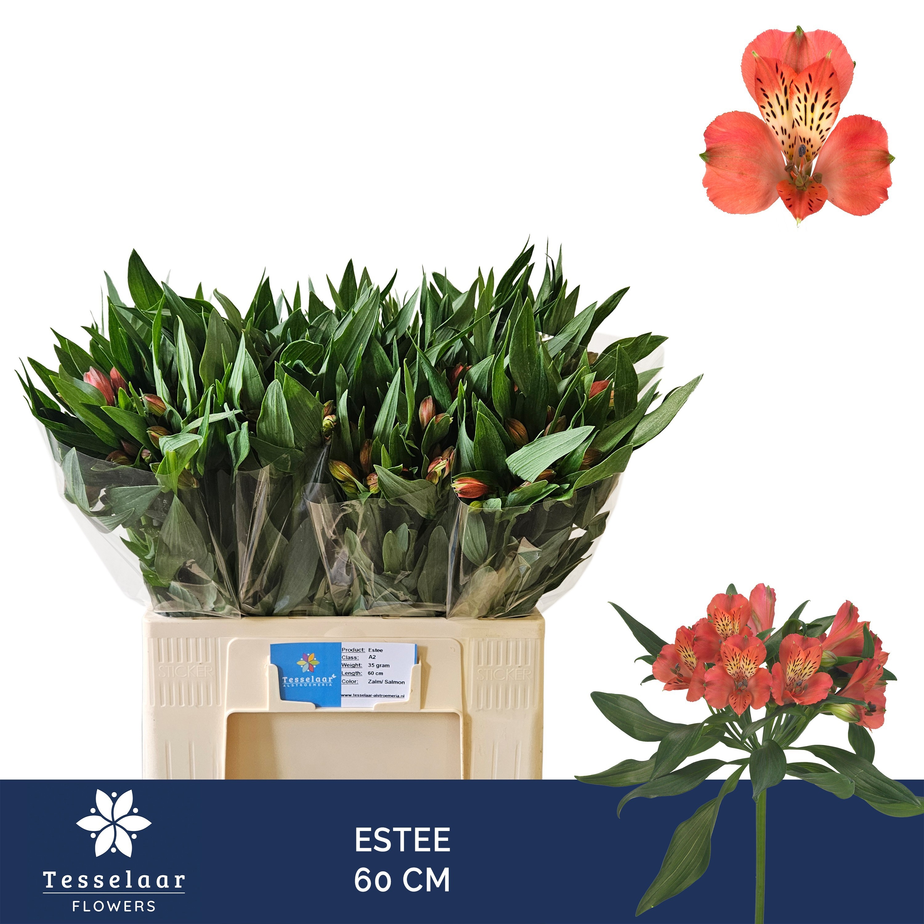 Alstr Estee 60cm 35gram