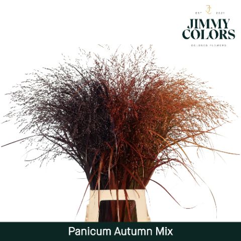 Panicum L90 Autumn Mix