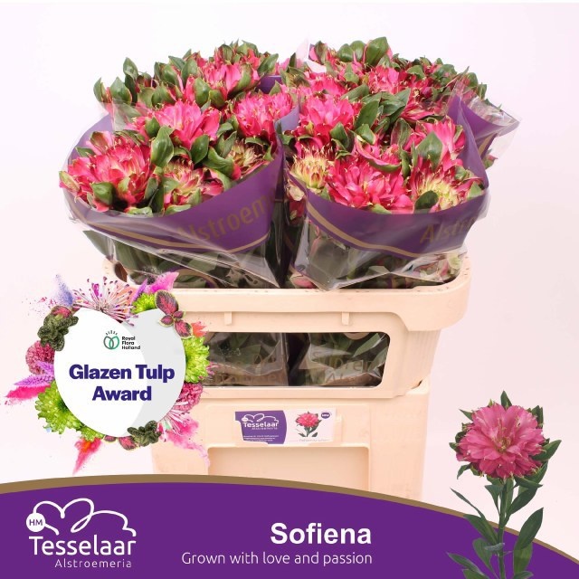 Alstr Sofiena