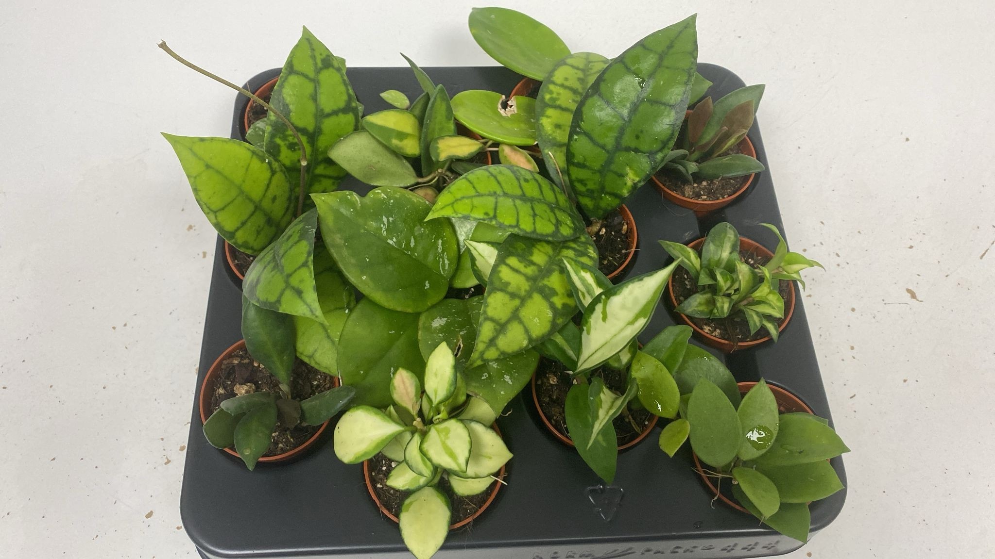 Hoya Gem 505Ø