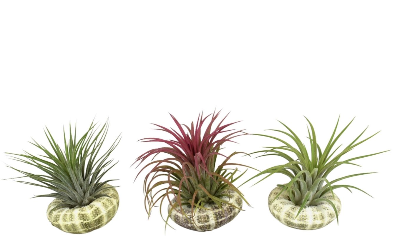 Arr Tillandsia 8P 10H 11bloei