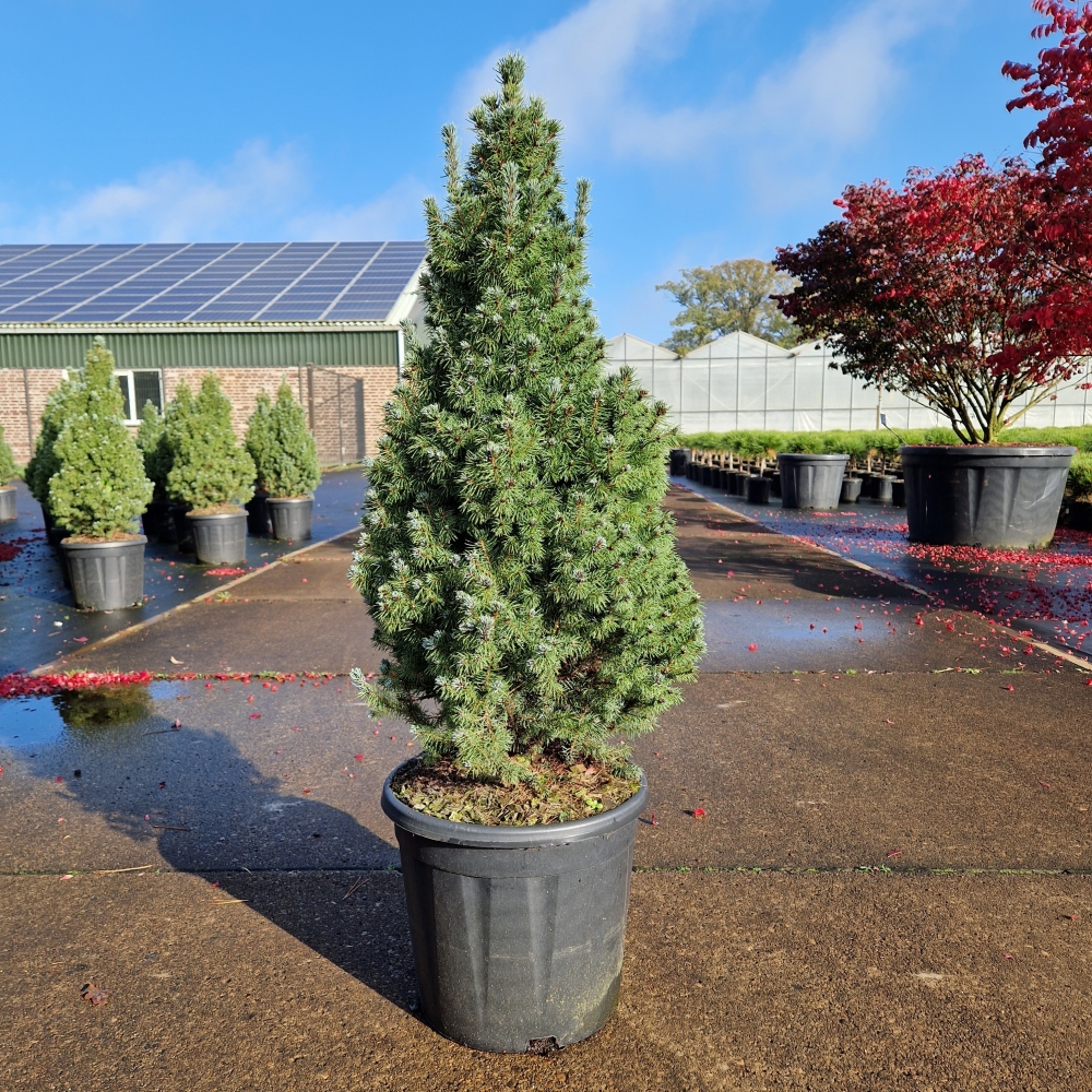 Picture of Picea glauca Sanders Blue P32 (15 Ltr) 60/+ (LOOSE)