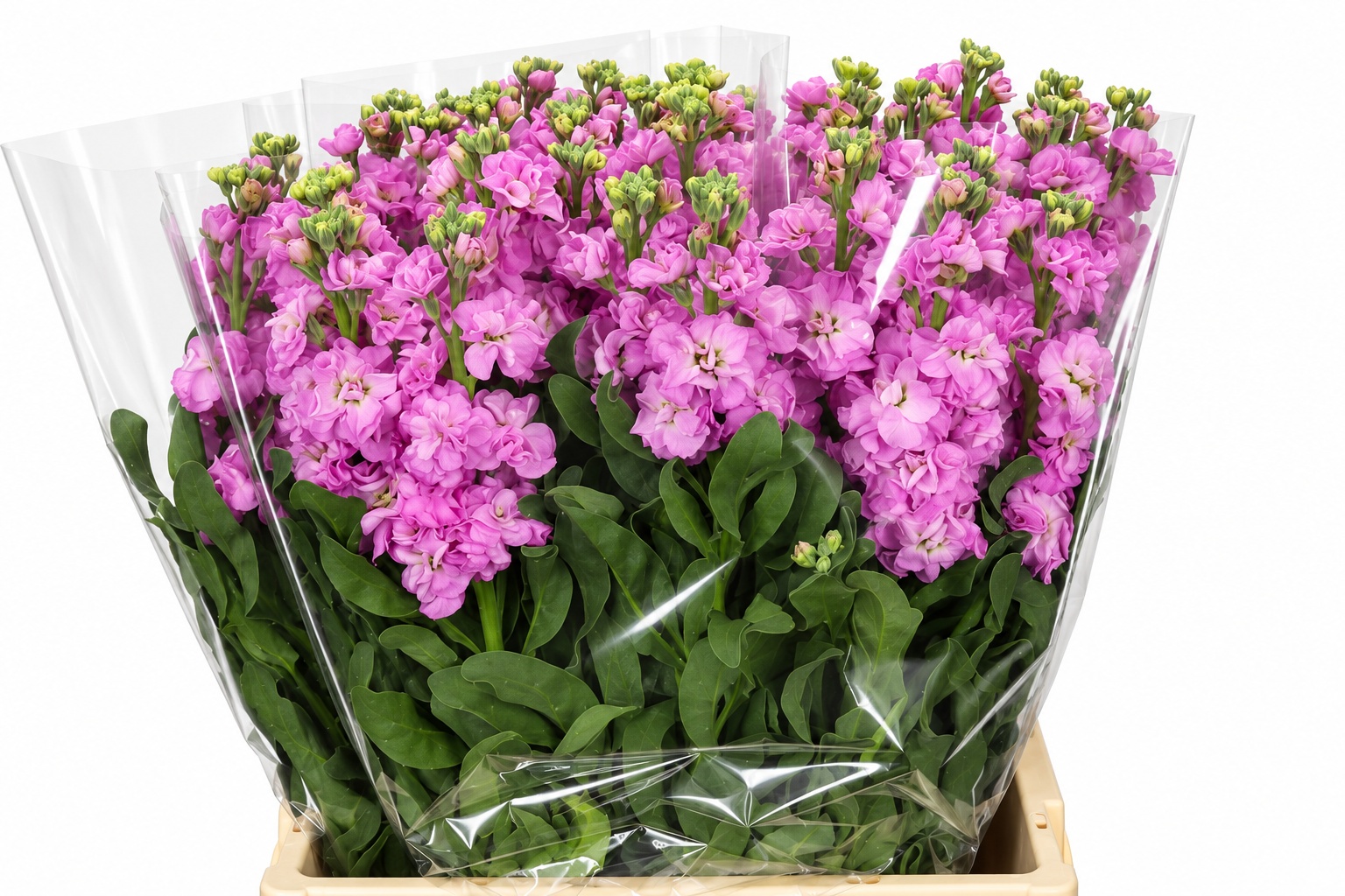 Matthiola Iron Pink 60cm