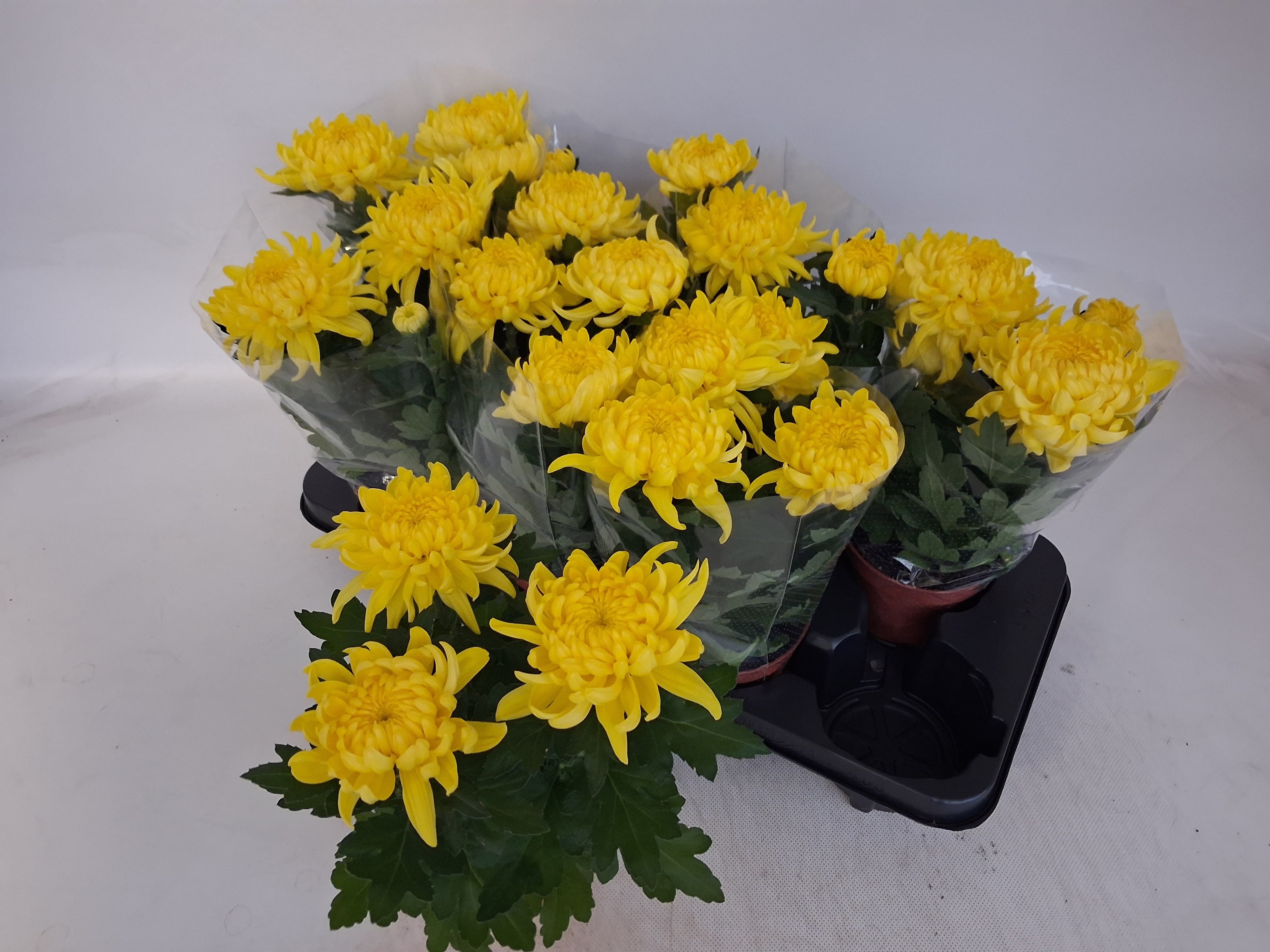 Chrys Cosmo Yellow 12Ø 30cm