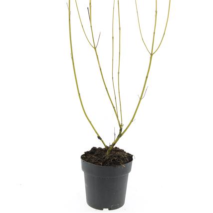 Picture of Cornus sericea Flaviramea P17 (2 Ltr)