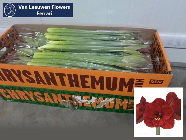 Hippeastrum Ferrari 3bl