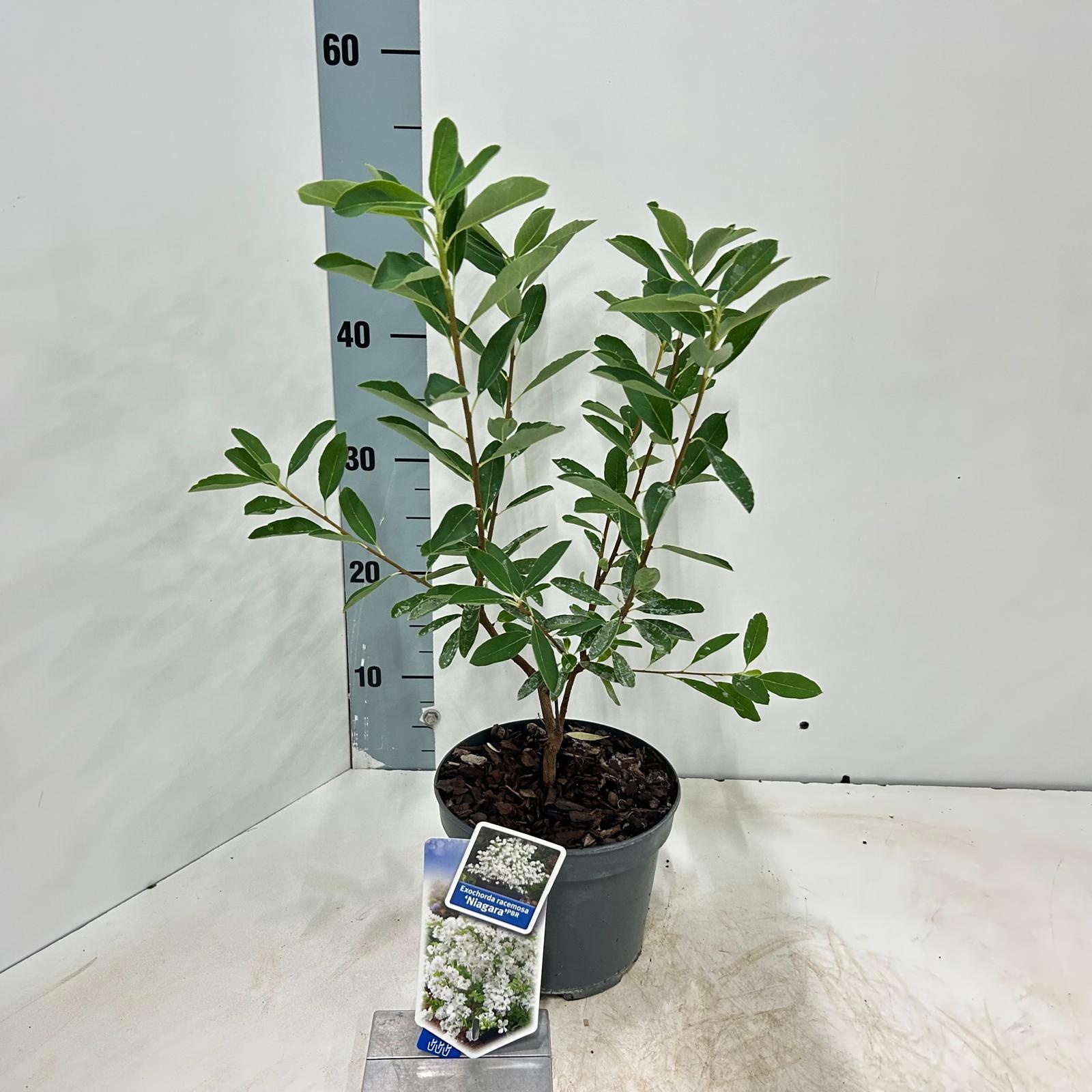 Exochorda racemosa 'Niagara'