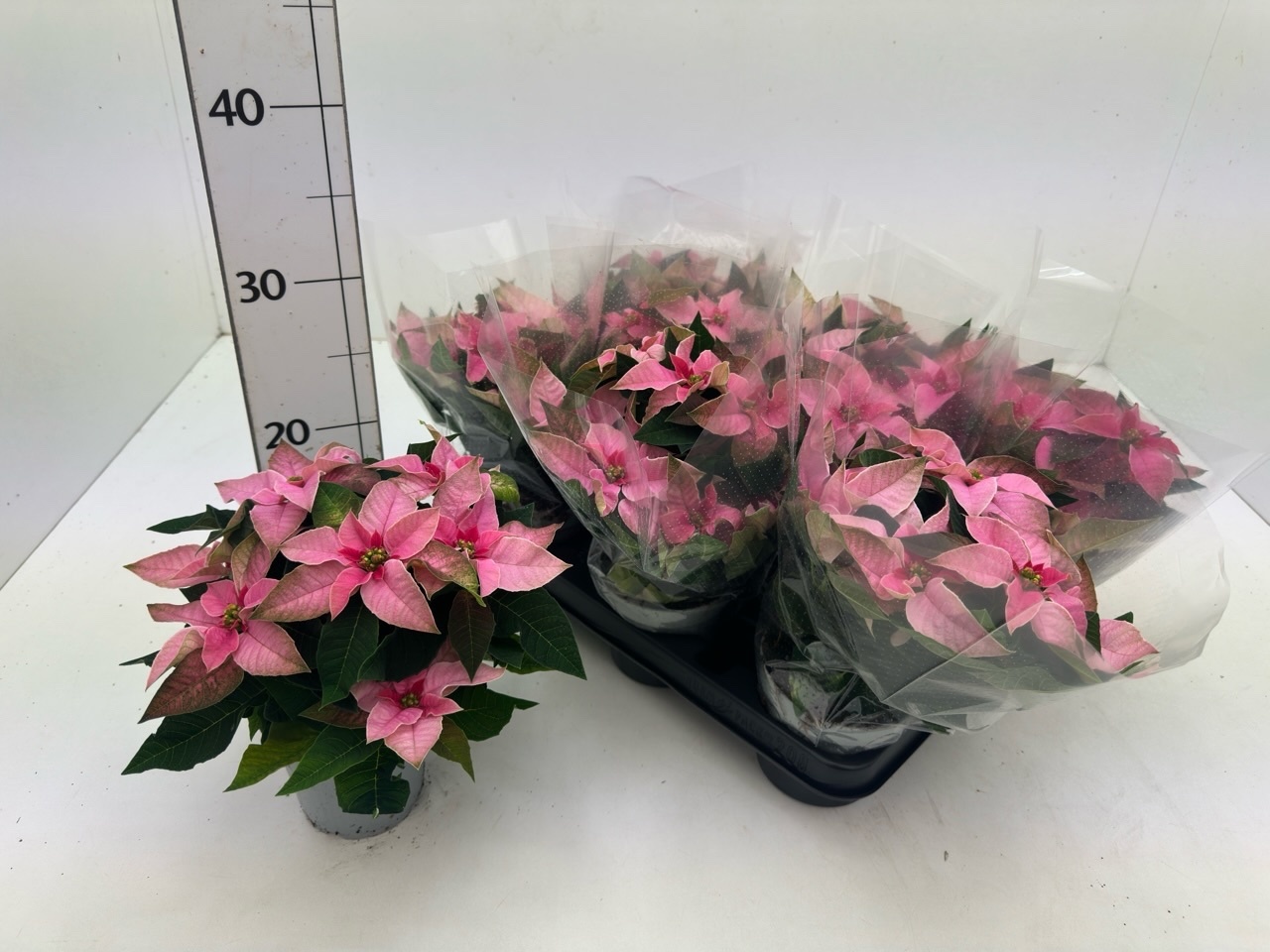 Euphor P Pri So Pink 11P 24H