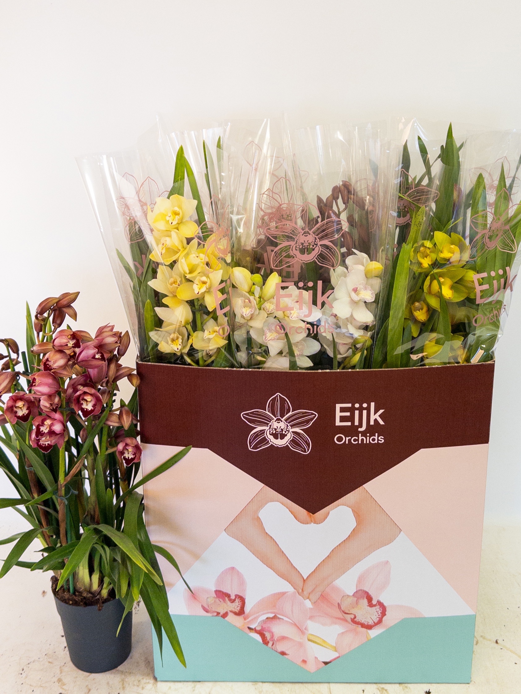 Cymbidium Asst Sp Orchids