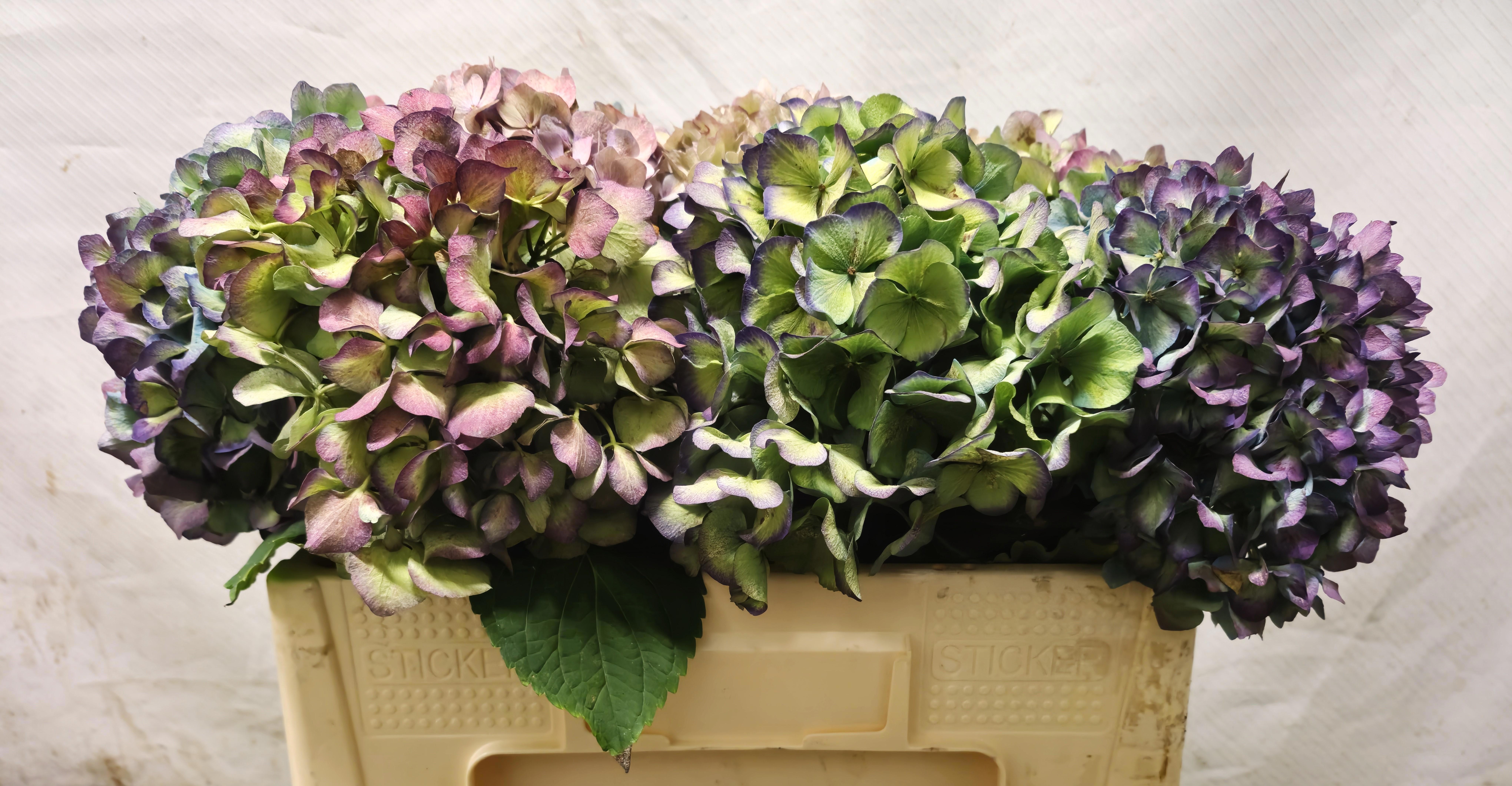 Hydrangea Antique 45cm 16Ø