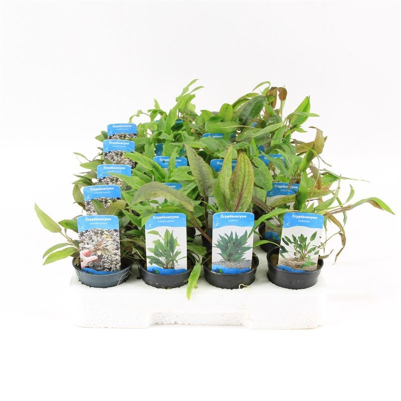 Cryptocoryne Pakket 7: met cryptocoryne