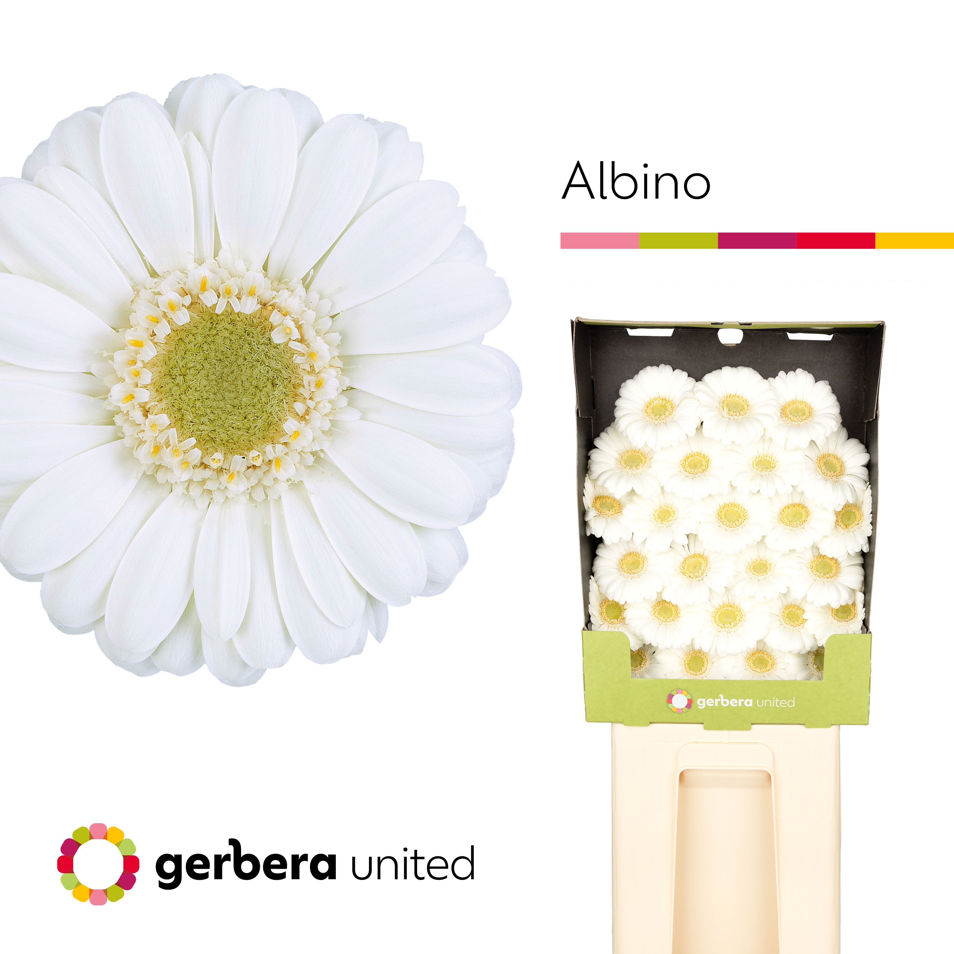 Ge Mi Albino