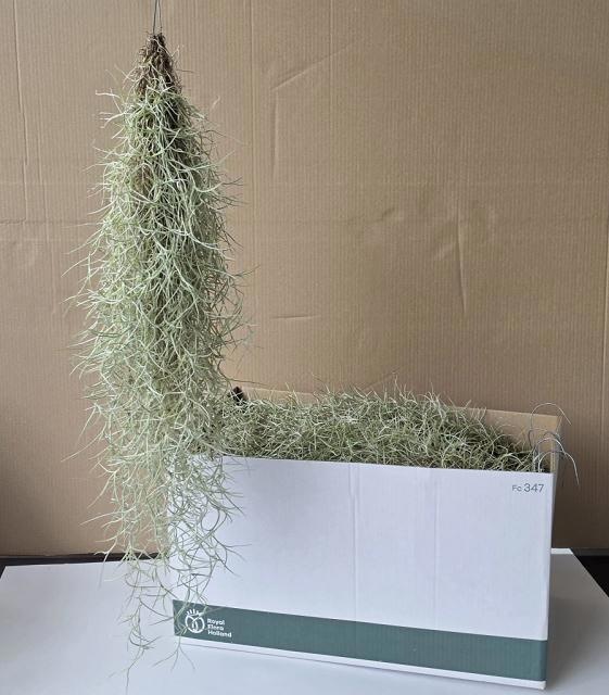 Till Usneoides