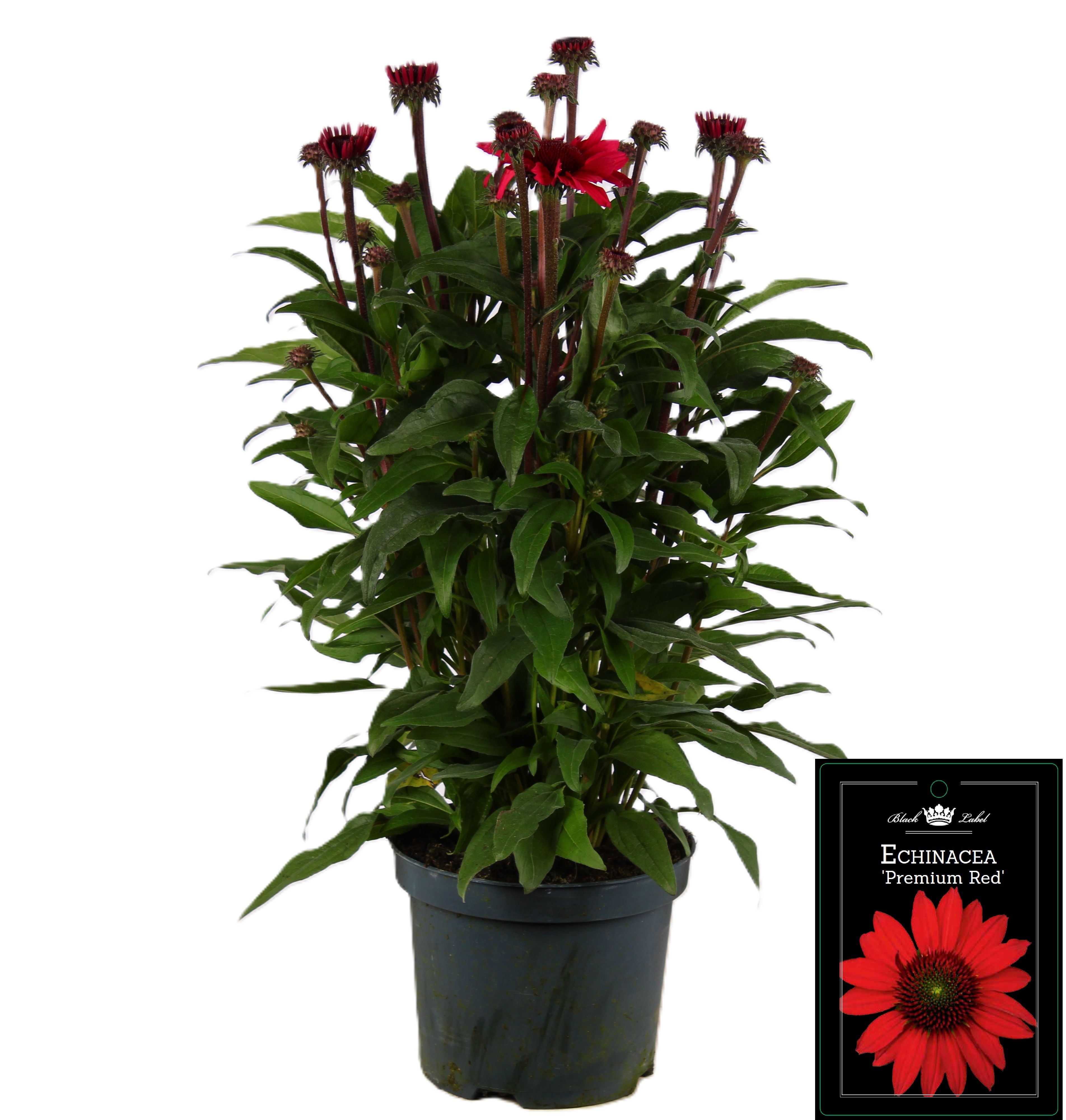 Picture of Echinacea Premium Red
