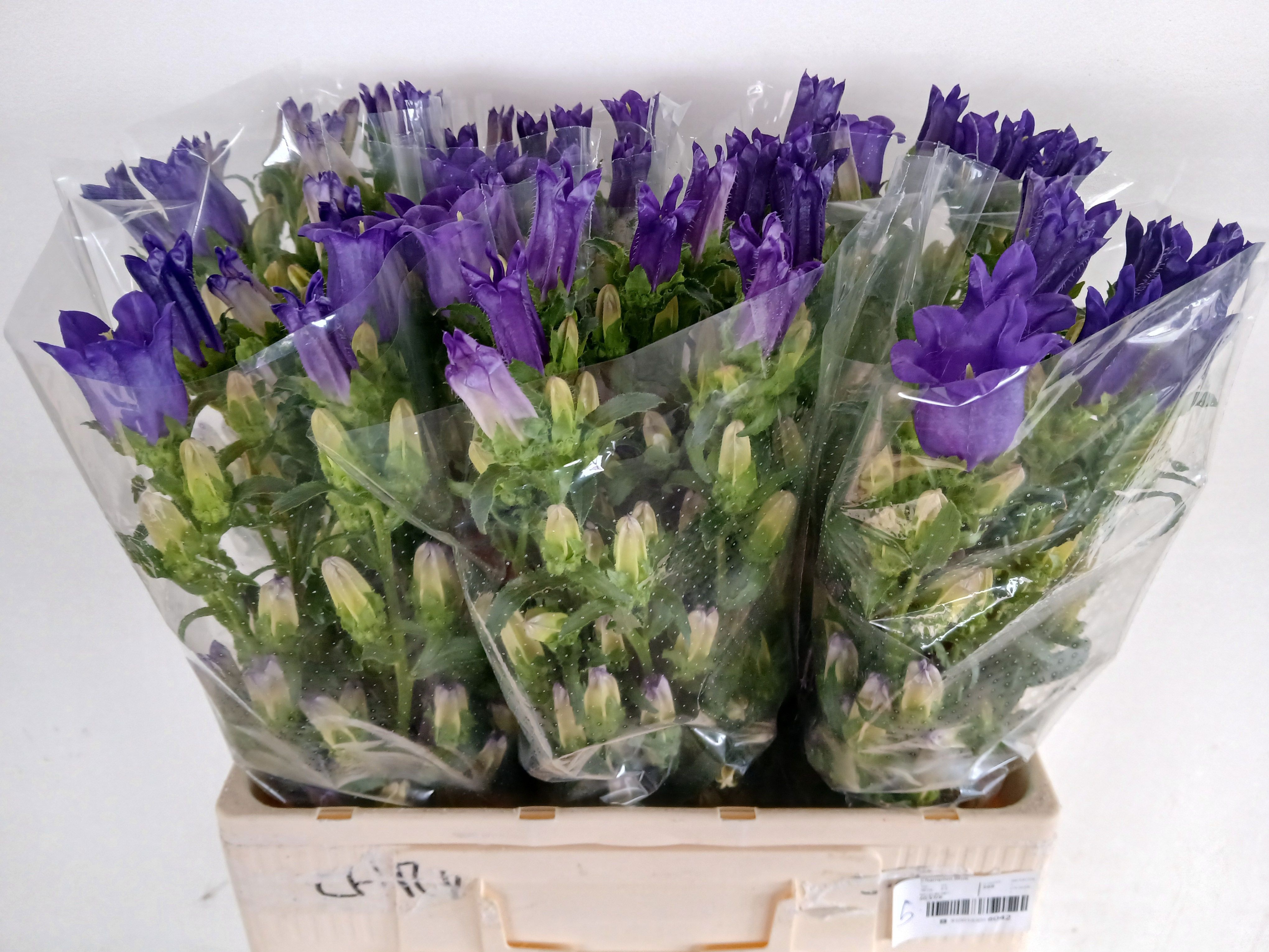 Campanula Champion Blue 60cm