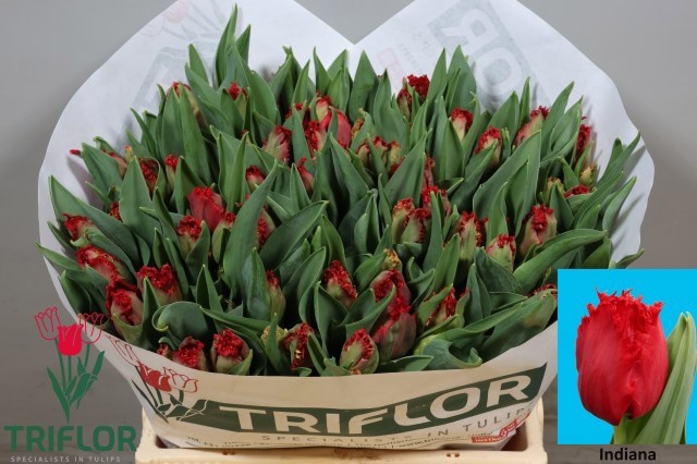 Tulipa Frilled Indiana 39cm 37gram