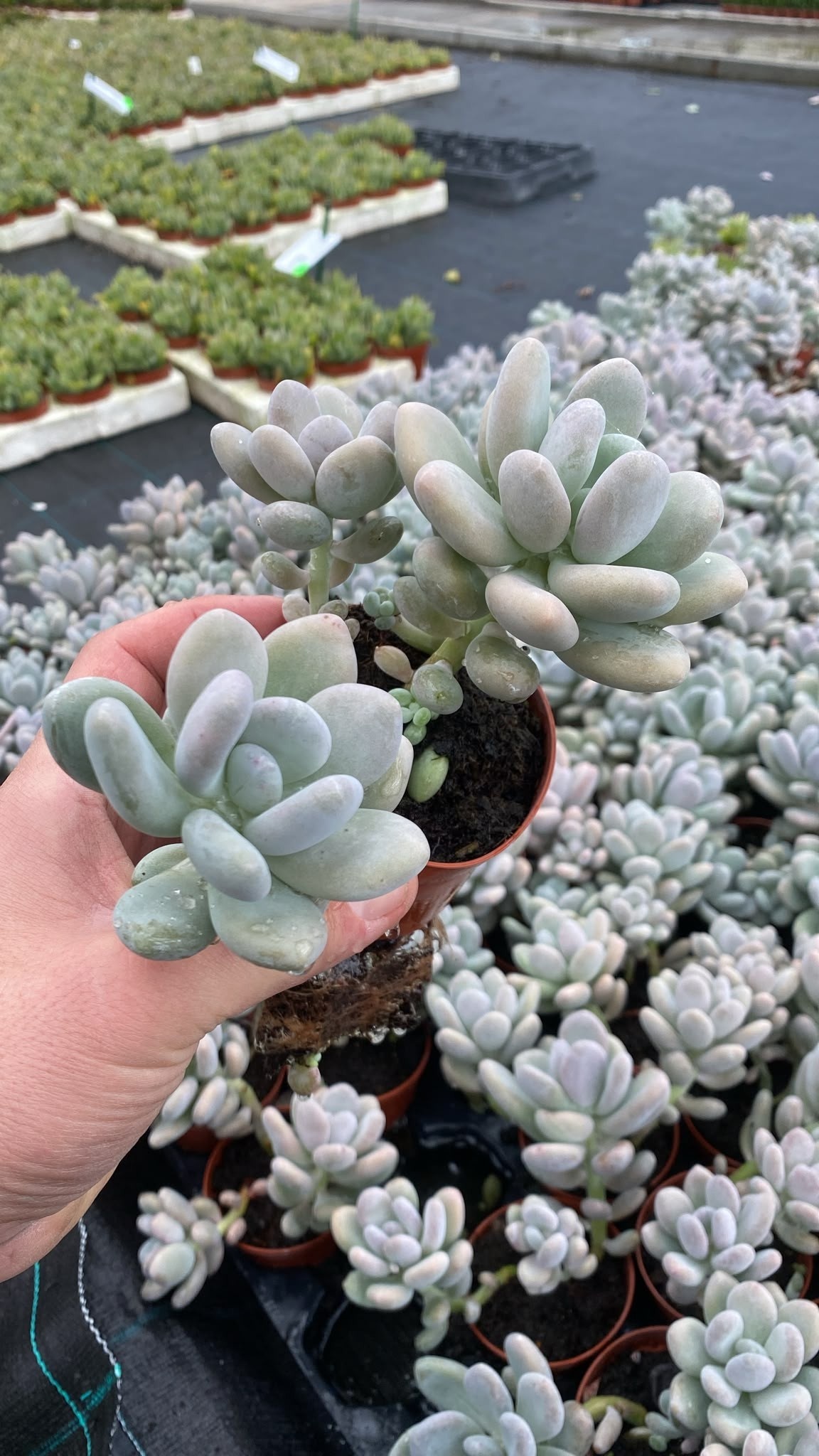 Pachyphytum Oviferum 508Ø 13cm