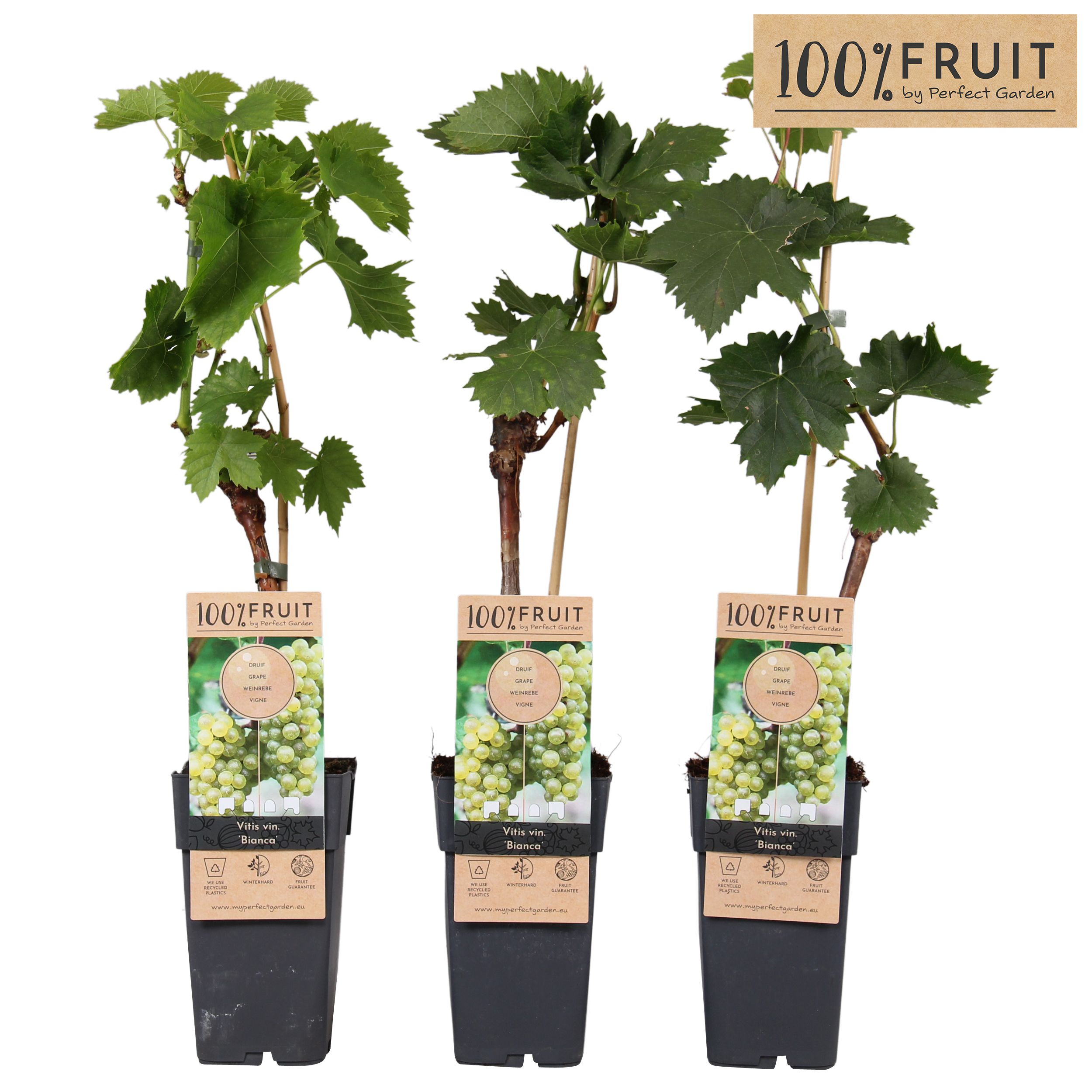 Vitis 'Bianca' geent