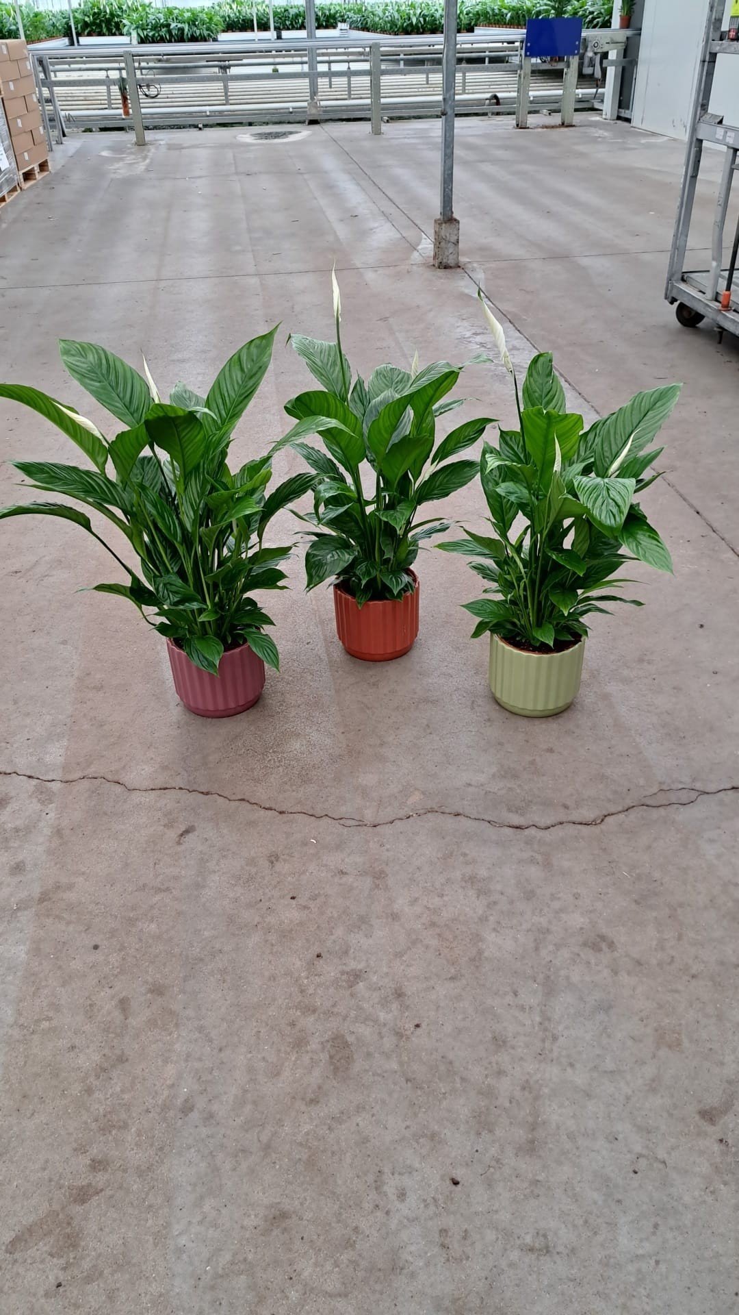 Spath Vivaldi 17P 70H 4bloem