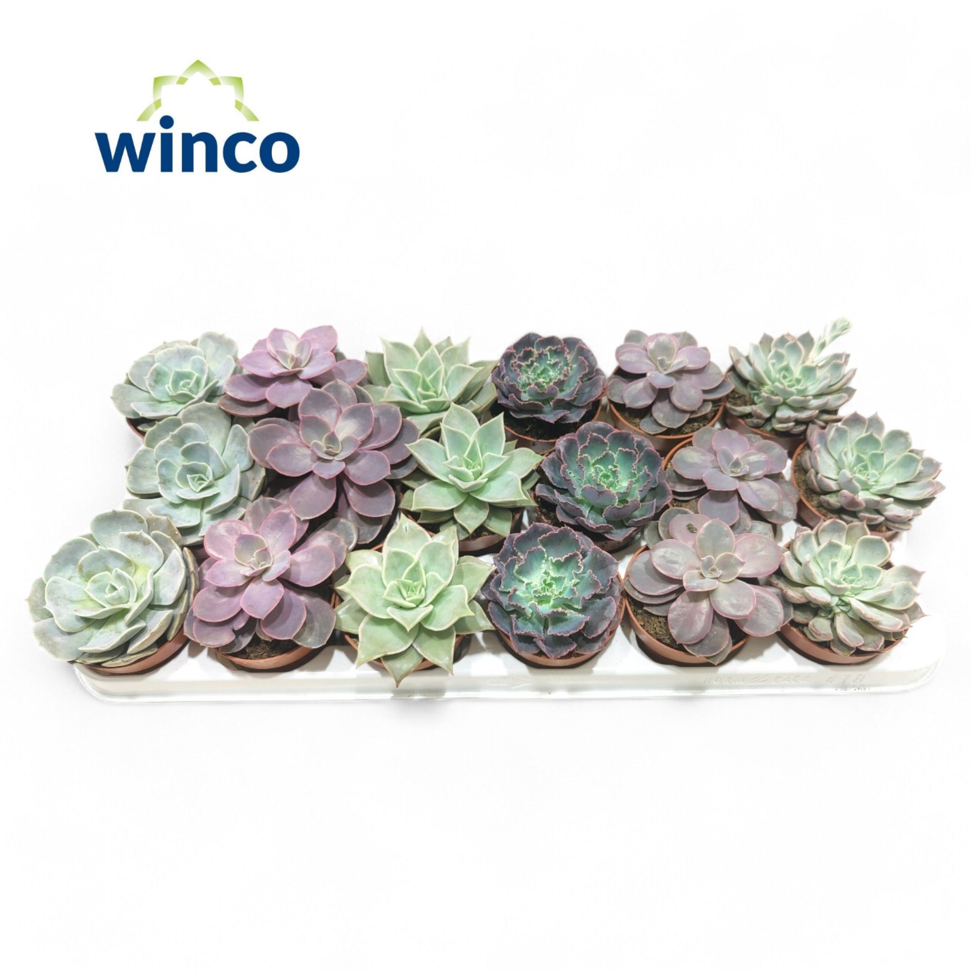 Picture of Echeveria Love Mix (6 Spc.) P8.5 15CM