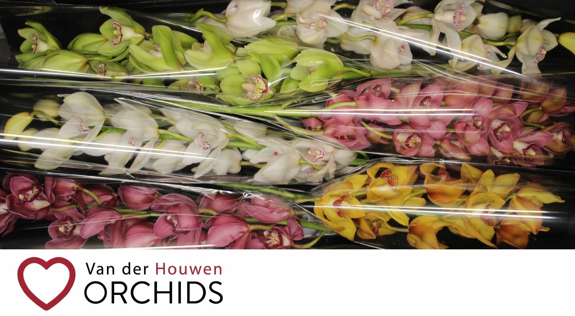 Cymbidium Asst 13bl