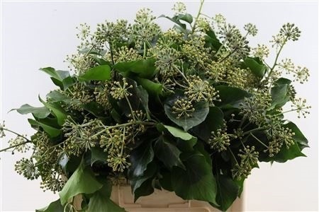 Hedera Leaves 50cm